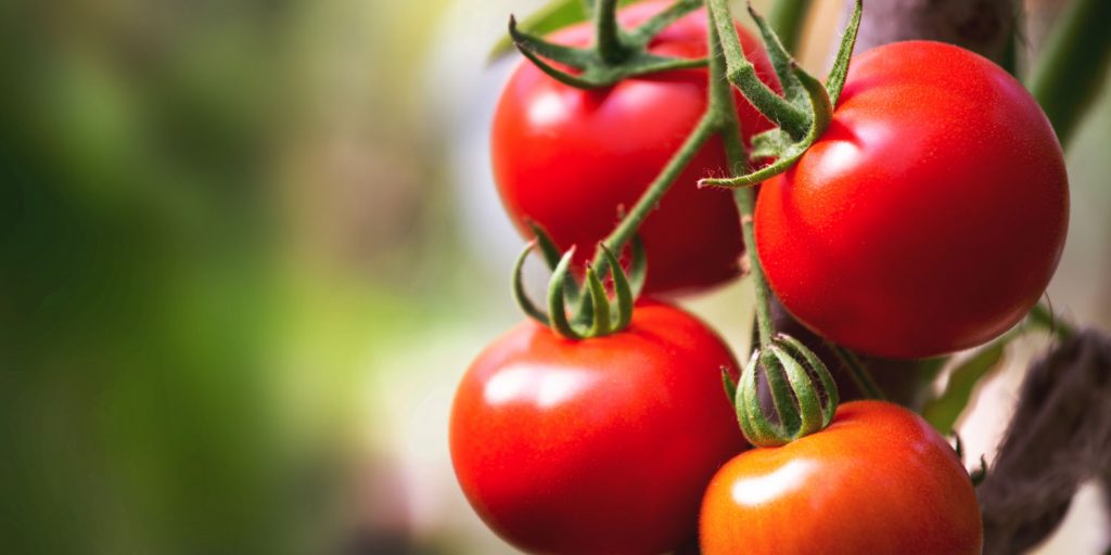 fresh tomatoes